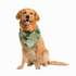 Dog Bandana