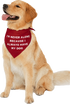 Hilinski's Hope - 'I'm Never Alone' Dog Bandana